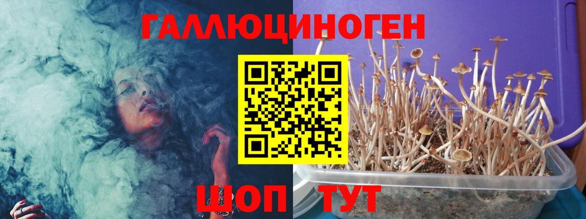 Галлюциногенные грибы Psilocybe Назрань